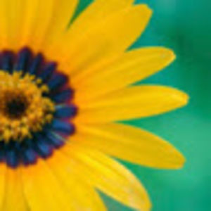 Meet your Posher, Annabelle